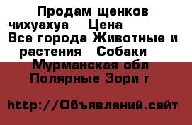 Продам щенков чихуахуа  › Цена ­ 10 000 - Все города Животные и растения » Собаки   . Мурманская обл.,Полярные Зори г.